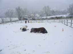 Poneys